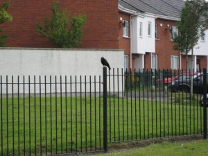 crow cuervo green ireland irlanda dublin