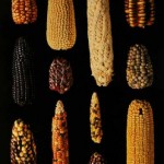 la mejora genetica del maiz