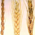 mejora genetica del trigo